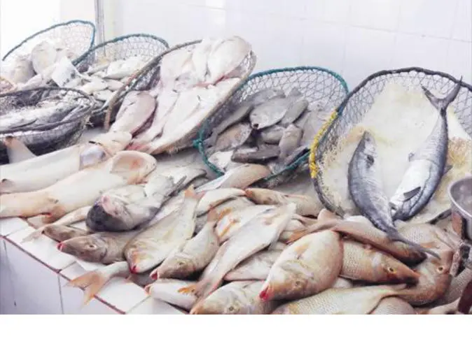 اسعار السمك في قطر