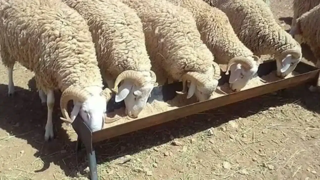 أسعار الأضاحي في الرياض وجدة والدمام