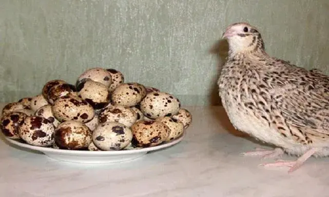 سعر السمان اليوم