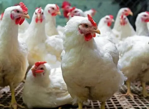 بورصة الدواجن الرئيسية بنها