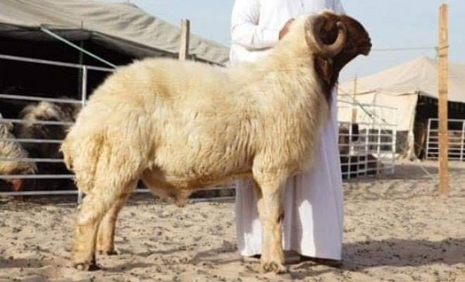 نصائح لشراء أضحية عيد الأضحى 2025
