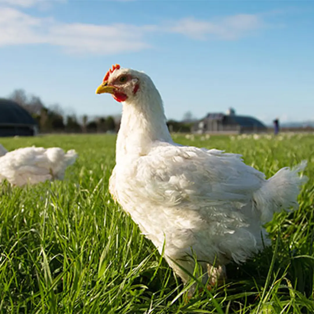 سعر الفراخ البيضاء اليوم