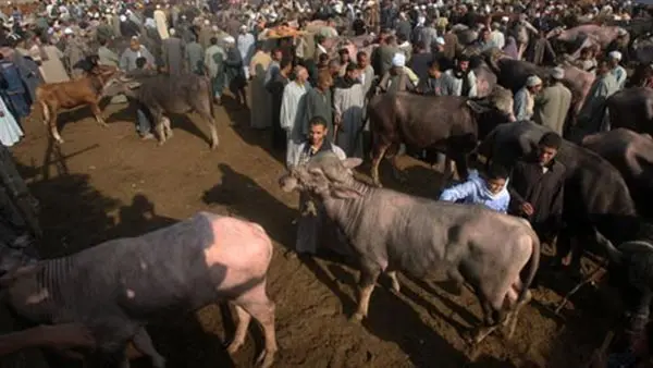 أسواق المواشي والأغنام