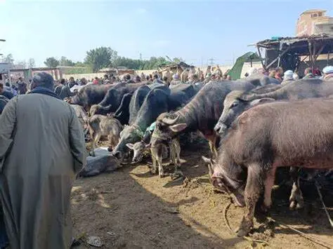 أسواق المواشي والأغنام