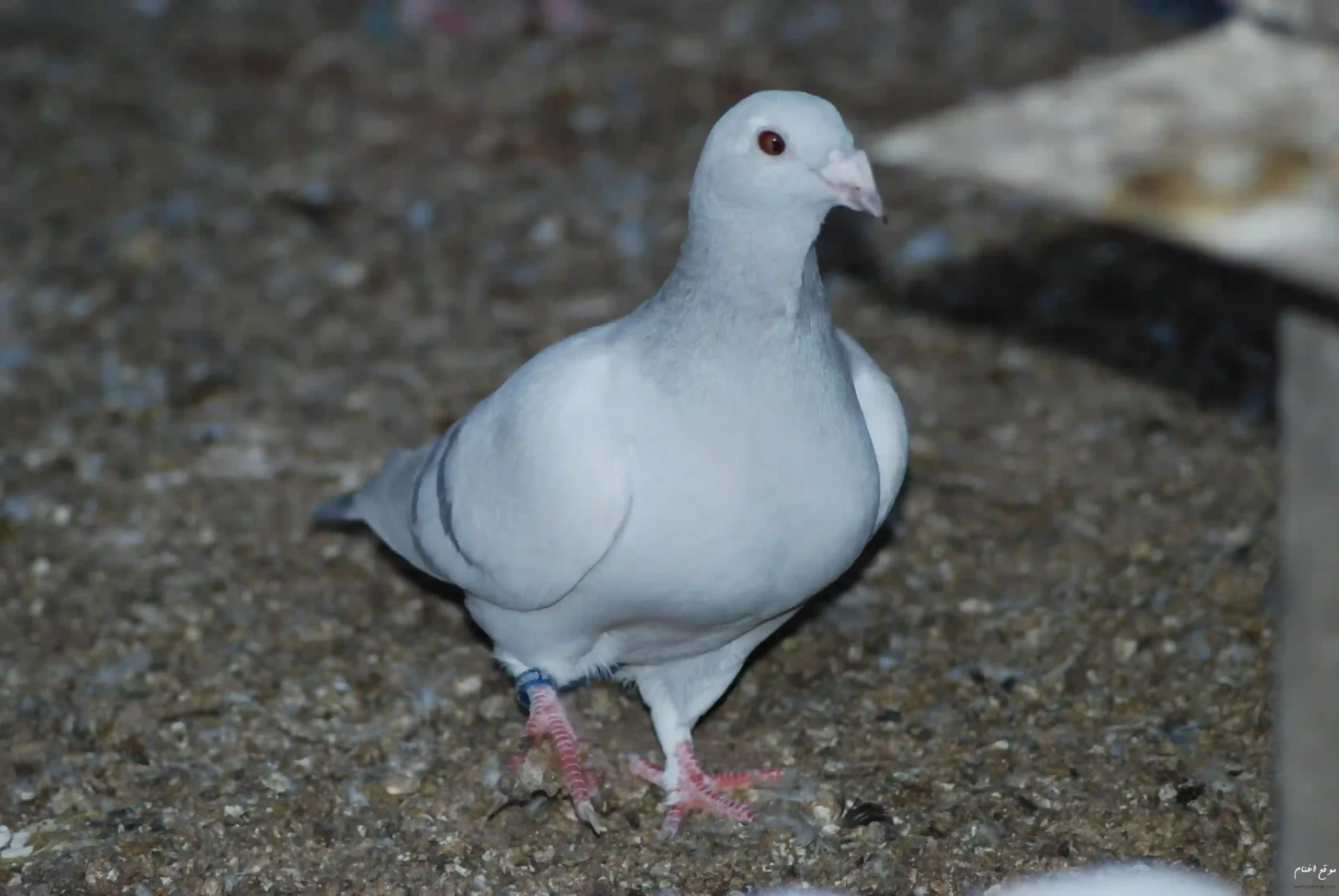 سعر الحمام اليوم