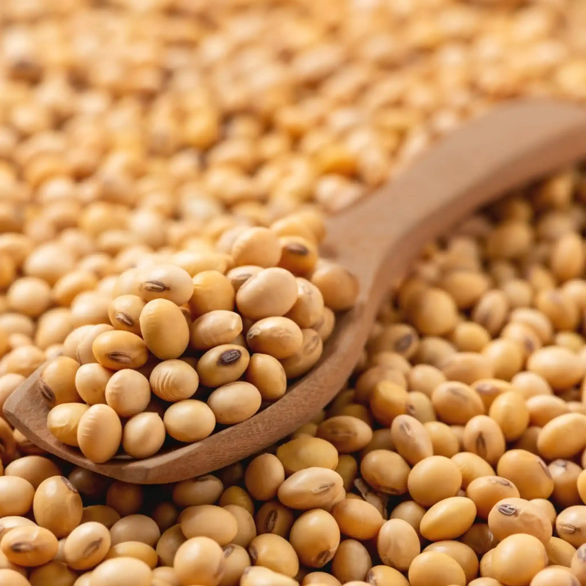 سعر فول الصويا اليوم