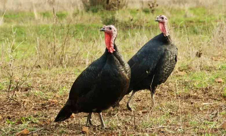 سعر كيلو الديك الرومي