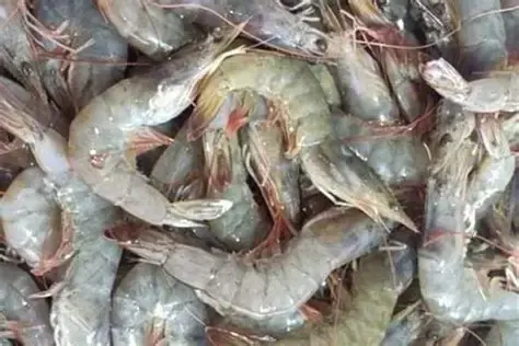 سعر كيلو الجمبري في مصر اليوم