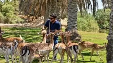 سعر تذكرة أفريكانو بارك الإسكندرية