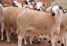 أماكن شراء الأضاحي في السعودية