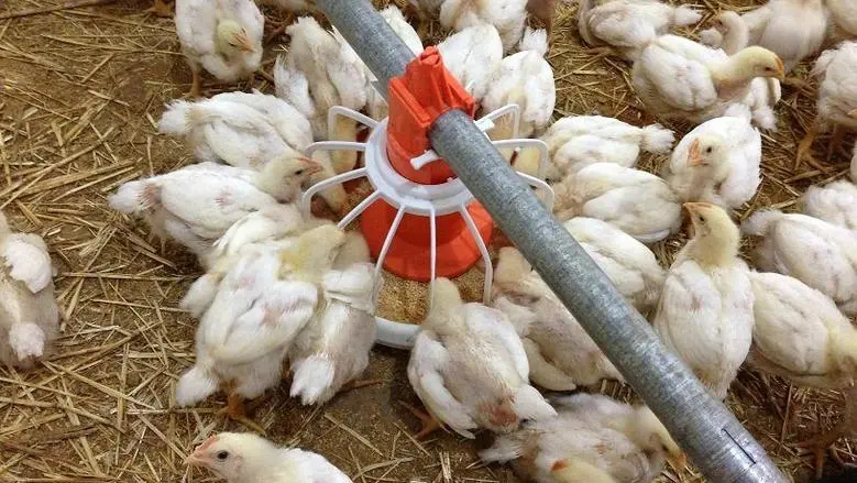 بورصة دواجن سوهاج اليوم
