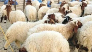 أسعار الأضاحي في مصر قبل عيد الأضحى