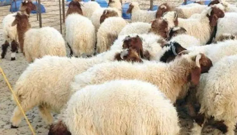 أسعار الأضاحي في مصر قبل عيد الأضحى