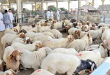 أسعار الأضحية في قطر