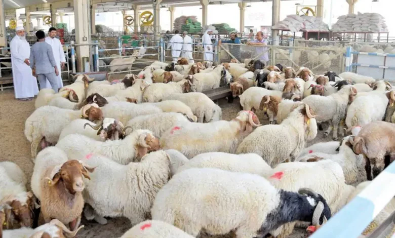 أسعار الأضحية في قطر