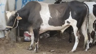 سعر كيلو العجول قائم اليوم