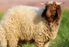 سعر الخروف في السعودية اليوم