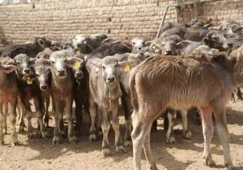 اسعار العجول البقري الصغيرة اليوم
