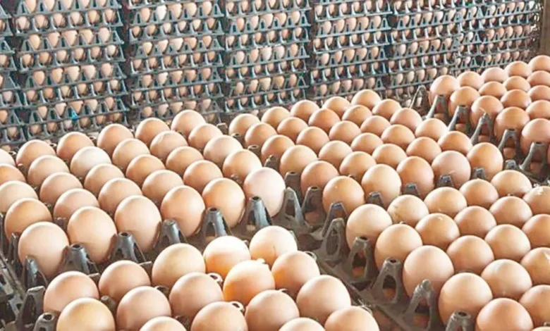 اسعار البيض اليوم