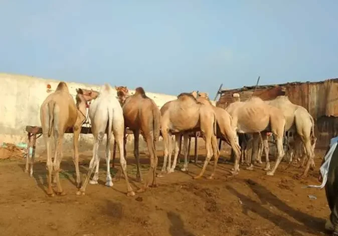 سعر الحاشي في عيد الأضحى