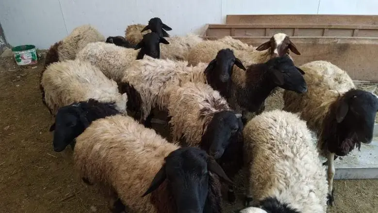 سعر الأضاحي في وزارة الزراعة