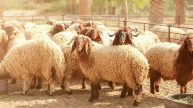 سعر الأضاحي في الكويت