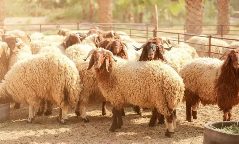 سعر الأضاحي في الكويت