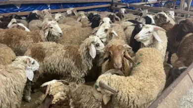أسعار الأضاحي في عمان