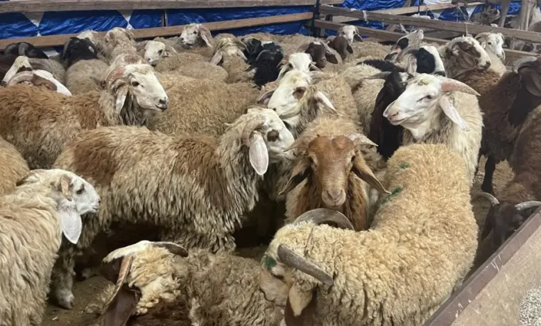 أسعار الأضاحي في عمان
