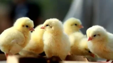 سعر كتكوت عبد السلام حجازي اليوم