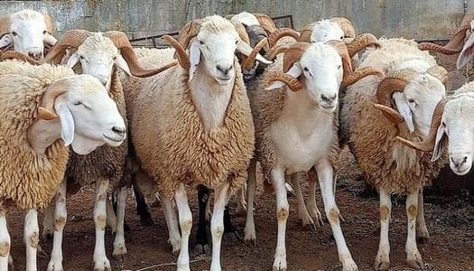 مقارنه اسعار الاضاحي عام 2025 مقارنه بالعام الماضي