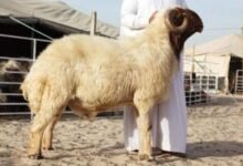 نصائح لشراء أضحية عيد الأضحى 2025