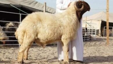 نصائح لشراء أضحية عيد الأضحى 2025