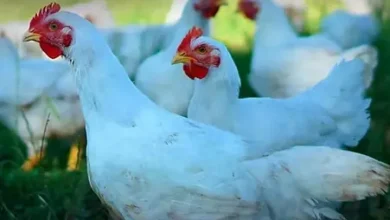 سعر الفراخ البيضاء اليوم