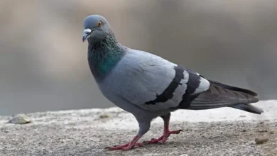 سعر الحمام اليوم