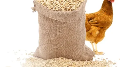 سعر شيكارة العلف 25 كيلو