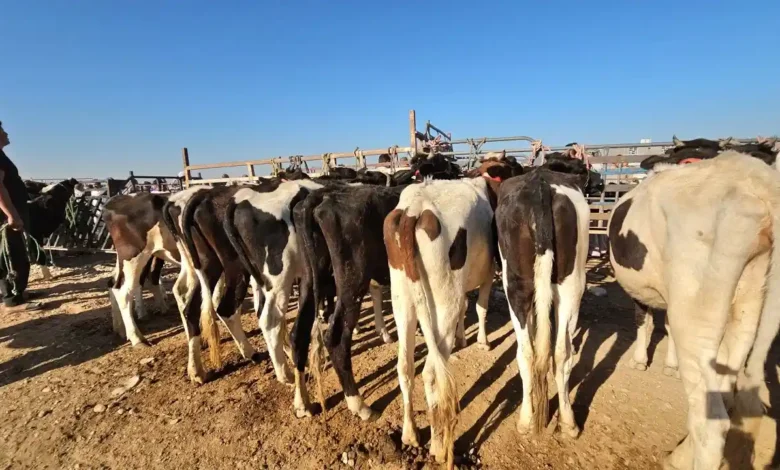 أسواق المواشي والأغنام