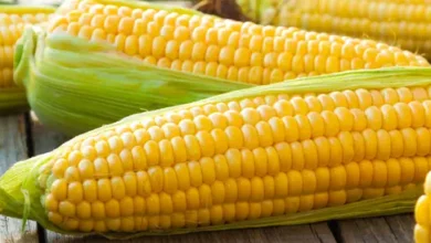 سعر الذرة الأبيض والأصفر