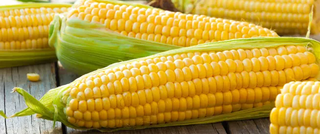 سعر الذرة الأبيض والأصفر