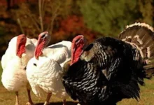 سعر كيلو الديك الرومي