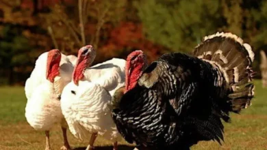 سعر كيلو الديك الرومي