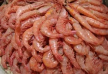 سعر كيلو الجمبري في مصر اليوم