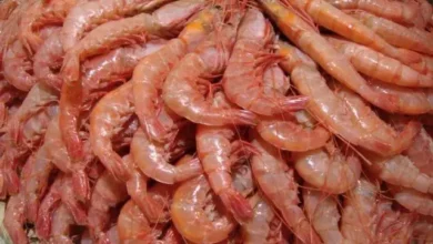 سعر كيلو الجمبري في مصر اليوم