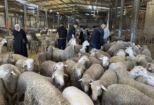 منصة تسجيل أضحية العيد 2026